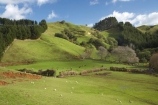 agricultural;agriculture;animal;animals;cattle;country;countryside;cow;cows;dairy;dairy-cow;dairy-cows;dairy-farm;dairy-farming;dairy-farms;farm;farming;farmland;farms;field;fields;grass;grassy;green-grass;Herbivore;Herbivores;Herbivorous;Inglewood;Kaimata;Livestock;mammal;mammals;meadow;meadows;N.I.;N.Z.;new-zealand;NI;North-Is;North-Is.;North-Island;NZ;paddock;paddocks;pasture;pastures;Ratapiko;rural;sheep;stock;Taranaki