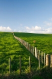 agricultural;agriculture;country;countryside;farm;farming;farmland;farms;fence;fence-line;fence-lines;fence_line;fence_lines;fenceline;fencelines;fences;field;fields;meadow;meadows;N.I.;N.Z.;New-Zealand;NI;North-Island;NZ;paddock;paddocks;pasture;pastures;rural;Wanganui;Wanganui-Region
