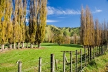 agricultural;agriculture;autuminal;autumn;autumn-colour;autumn-colours;autumnal;color;colors;colour;colours;country;countryside;deciduous;fall;farm;farming;farmland;farms;fence;fence-line;fence-lines;fence_line;fence_lines;fenceline;fencelines;fences;field;fields;Kakatahi;leaf;leaves;Mangawhero-Valley;meadow;meadows;N.I.;N.Z.;New-Zealand;NI;North-Island;NZ;paddock;paddocks;pasture;pastures;poplar;poplar-tree;poplar-trees;poplars;rural;season;seasonal;seasons;tree;trees;Wanganui;Wanganui-Region