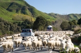 agricultural;agriculture;autuminal;autumn;autumn-colour;autumn-colours;autumnal;car;cars;color;colors;colour;colours;concrete-mixer;concrete-mixers;concrete-truck;concrete-trucks;country;countryside;deciduous;driving;ewes;fall;farm;farming;farmland;farms;field;fields;flock;flocks;hazard;hazards;highway;highways;Kakatahi;leaf;leaves;Mangawhero-Valley;meadow;meadows;mob;mobs;muster;mustered;mustering;N.I.;N.Z.;New-Zealand;NI;North-Island;NZ;open-road;open-roads;paddock;paddocks;pasture;pastures;road;road-block;road-blocks;road-trip;roads;rural;season;seasonal;seasons;sheep;transport;transportation;travel;traveling;travelling;tree;trees;trip;Wanganui;Wanganui-Region;wool