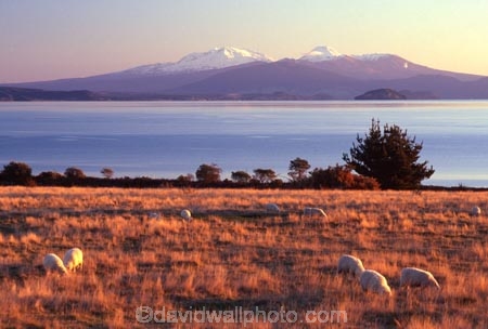 agriculture;countryside;dusk;farm;farming;farmland;farms;field;fields;grass;grassland;grazing;lamb;land;meadow;meadows;mountain;mountains;mutton;paddock;paddocks;pastoral;pasture;rural;snow;volcanic;volcano;volcanoes;winter;wool