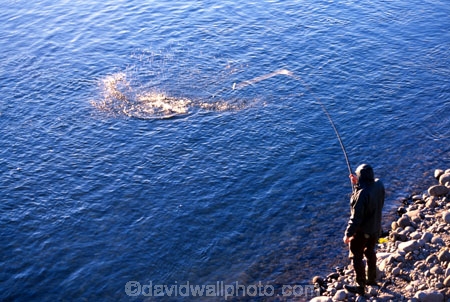 brown;fish;fisher;fisherman;fishermen;fisherwoman;fly;fresh;freshwater;line;rainbow;reel;rod;stream;trout