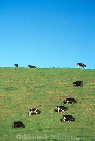 agriculture;black;cow;cows;dairy;farm;farming;farms;field;fields;grass;meadow;meadows;milk;paddock;paddocks;pasture;rural