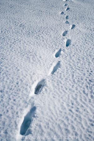 alpine;central-plateau;cold;foot-print;foot-prints;foot-step;foot-steps;foot-trail;foot-trails;footprint;footprints;footstep;footsteps;freeze;freezing;hole;holes;Mount-Ruapehu;Mountain;mountainous;mountains;mt;Mt-Ruapehu;mt.;Mt.-Ruapehu;N.I.;N.Z.;New-Zealand;NI;North-Island;NZ;ruapehu-district;Scoria-Flat;Scoria-Flats;season;seasonal;seasons;snow;snowing;snowy;Tongariro-N.P.;Tongariro-National-Park;Tongariro-NP;track;tracks;trail;trails;volcanic;volcanic-plateau;volcano;volcanoes;white;winter;wintery;World-Heritage-Area;World-Heritage-Areas;World-Heritage-Site;World-Heritage-Sites