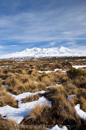 alpine;alpine-plants;central-plateau;cold;desert;Desert-Raod;deserts;freeze;freezing;Mount-Ruapehu;Mountain;mountainous;mountains;mt;Mt-Ruapehu;mt.;Mt.-Ruapehu;N.I.;N.Z.;New-Zealand;NI;North-Island;NZ;Rangipo-Desert;ruapehu-district;season;seasonal;seasons;snow;snowing;snowy;Tongariro-N.P.;Tongariro-National-Park;Tongariro-NP;Turkino-Road;tussock;tussocks;volcanic;volcanic-plateau;volcano;volcanoes;white;winter;wintery;World-Heritage-Area;World-Heritage-Areas;World-Heritage-Site;World-Heritage-Sites