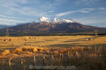 agricultural;agriculture;alpine;central-plateau;country;countryside;farm;farming;farmland;farms;field;fields;meadow;meadows;Mount-Ruapehu;Mountain;mountainous;mountains;mt;Mt-Ruapehu;mt.;Mt.-Ruapehu;N.I.;N.Z.;New-Zealand;NI;North-Island;NZ;paddock;paddocks;pasture;pastures;ruapehu-district;rural;sheep;snow;Tongariro-N.P.;Tongariro-National-Park;Tongariro-NP;volcanic;volcanic-plateau;volcano;volcanoes;World-Heritage-Area;World-Heritage-Areas;World-Heritage-Site;World-Heritage-Sites
