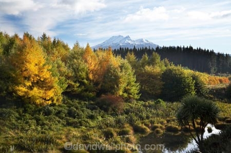 alpine;autuminal;autumn;autumn-colour;autumn-colours;autumnal;central-plateau;color;colors;colour;colours;deciduous;fall;larch;larch-tree;larch-trees;larches;larix;leaf;leaves;Mount-Ruapehu;Mountain;mountainous;mountains;mt;Mt-Ruapehu;mt.;Mt.-Ruapehu;N.I.;N.Z.;New-Zealand;NI;North-Island;NZ;pond;ponds;ruapehu-district;season;seasonal;seasons;swamp;swamps;Tongariro-N.P.;Tongariro-National-Park;Tongariro-NP;tree;trees;volcanic;volcanic-plateau;volcano;volcanoes;World-Heritage-Area;World-Heritage-Areas;World-Heritage-Site;World-Heritage-Sites