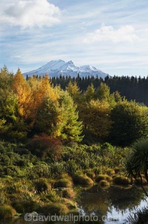 alpine;autuminal;autumn;autumn-colour;autumn-colours;autumnal;central-plateau;color;colors;colour;colours;deciduous;fall;larch;larch-tree;larch-trees;larches;larix;leaf;leaves;Mount-Ruapehu;Mountain;mountainous;mountains;mt;Mt-Ruapehu;mt.;Mt.-Ruapehu;N.I.;N.Z.;New-Zealand;NI;North-Island;NZ;pond;ponds;ruapehu-district;season;seasonal;seasons;swamp;swamps;Tongariro-N.P.;Tongariro-National-Park;Tongariro-NP;tree;trees;volcanic;volcanic-plateau;volcano;volcanoes;World-Heritage-Area;World-Heritage-Areas;World-Heritage-Site;World-Heritage-Sites