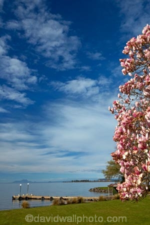 bloom;blooms;Braxmere;Braxmere-Lodge;Central-North-Island;flower;flowers;grass;island;jetties;jetty;Lake-Taupo;lawn;Magnolia;Magnolia-tree-in-bloom;magnolia-trees;magnolias;N.I.;N.Z.;new;new-zealand;NI;north;North-Is;north-island;Nth-Is;NZ;pink;pink-flowers;season;seasonal;seasons;spring;spring_time;springtime;Tokanuu;Turangi;w3a9239;wharf;wharfs;wharves;zealand