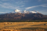 agricultural;agriculture;alpine;central-plateau;country;countryside;farm;farming;farmland;farms;field;fields;meadow;meadows;Mount-Ruapehu;Mountain;mountainous;mountains;mt;Mt-Ruapehu;mt.;Mt.-Ruapehu;N.I.;N.Z.;New-Zealand;NI;North-Island;NZ;paddock;paddocks;pasture;pastures;ruapehu-district;rural;sheep;snow;Tongariro-N.P.;Tongariro-National-Park;Tongariro-NP;volcanic;volcanic-plateau;volcano;volcanoes;World-Heritage-Area;World-Heritage-Areas;World-Heritage-Site;World-Heritage-Sites