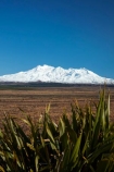 alpine;Central-North-Island;central-plateau;flax;harakeke;island;Mount-Ruapehu;Mountain;mountainous;mountains;mt;Mt-Ruapehu;mt.;Mt.-Ruapehu;N.I.;N.Z.;National-Park;national-parks;new;new-zealand;New-Zealand-flax;NI;north;North-Is;North-Island;NP;Nth-Is;NZ;NZ-flax;Phormuim-tenax;Rangipo-Desert;ruapehu-district;snow;Tongariro-N.P.;Tongariro-National-Park;Tongariro-NP;volcanic;volcanic-plateau;volcano;volcanoes;w3a9769;World-Heritage-Area;World-Heritage-Areas;World-Heritage-Site;World-Heritage-Sites;zealand
