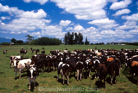 agriculture;black;calves;cow;cows;dairy;farm;farming;farms;field;fields;grass;meadow;meadows;milk;milking;paddock;paddocks;pasture;rural;white