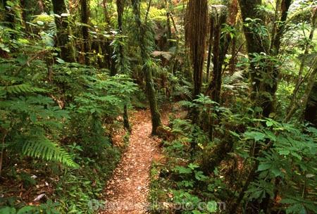 fern;ferns;flora;forest;forestry;forests;green;hike;hiking;lush;native-bush;outdoor;outdoors;track;tracks;undergrowth;walk;walking