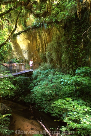bridges;creek;creeks;fern;ferns;flora;forest;forestry;forests;green;hike;hiking;lush;native-bush;natural;nature;outdoor;outdoors;river;rivers;tourism;tourist;track;tracks;undergrowth;walk;walking;watercourse;waterway