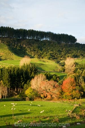 agricultural;agriculture;autuminal;autumn;autumn-colour;autumn-colours;autumnal;color;colors;colour;colours;country;countryside;deciduous;fall;farm;farming;farmland;farms;field;fields;green;King-Country;leaf;leaves;Mapara-Stream;meadow;meadows;N.I.;N.Z.;New-Zealand;NI;North-Island;NZ;paddock;paddocks;pasture;pastures;rural;season;seasonal;seasons;sheep;Te-Kuiti;tree;trees;Waikato-Region
