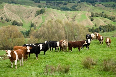 cattle;cow;cows;King-Country;N.I.;N.Z.;New-Zealand;NI;North-Island;NZ
