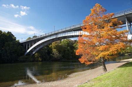 autuminal;autumn;autumn-colour;autumn-colours;autumnal;bridge;bridges;color;colors;colour;colours;deciduous;fall;Hamilton;leaf;leaves;N.I.;N.Z.;New-Zealand;NI;North-Island;NZ;orange;river;rivers;season;seasonal;seasons;tree;trees;Victoria-Bridge;Waikato;Waikato-River
