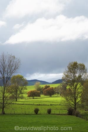 agricultural;agriculture;country;countryside;farm;farming;Farmland;farms;field;fields;Huntly;Lake-Waikare;meadow;meadows;N.I.;N.Z.;New-Zealand;NI;North-Island;NZ;paddock;paddocks;pasture;pastures;rural;Waikato