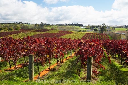 agricultural;agriculture;autuminal;autumn;autumn-colour;autumn-colours;autumnal;color;colors;colour;colours;country;countryside;crop;crops;cultivation;deciduous;fall;farm;farming;farmland;farms;field;fields;grape;grapes;grapevine;horticulture;leaf;leaves;N.I.;N.Z.;New-Zealand;NI;North-Island;NZ;Rongopai-Wines;row;rows;rural;season;seasonal;seasons;Te-Kauwhata;vine;vines;Vineyard;vineyards;vintage;Waikato;wine;wineries;winery;wines