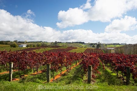 agricultural;agriculture;autuminal;autumn;autumn-colour;autumn-colours;autumnal;color;colors;colour;colours;country;countryside;crop;crops;cultivation;deciduous;fall;farm;farming;farmland;farms;field;fields;grape;grapes;grapevine;horticulture;leaf;leaves;N.I.;N.Z.;New-Zealand;NI;North-Island;NZ;Rongopai-Wines;row;rows;rural;season;seasonal;seasons;Te-Kauwhata;vine;vines;Vineyard;vineyards;vintage;Waikato;wine;wineries;winery;wines