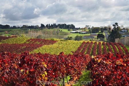 agricultural;agriculture;autuminal;autumn;autumn-colour;autumn-colours;autumnal;color;colors;colour;colours;country;countryside;crop;crops;cultivation;deciduous;fall;farm;farming;farmland;farms;field;fields;grape;grapes;grapevine;horticulture;leaf;leaves;N.I.;N.Z.;New-Zealand;NI;North-Island;NZ;Rongopai-Wines;row;rows;rural;season;seasonal;seasons;Te-Kauwhata;vine;vines;Vineyard;vineyards;vintage;Waikato;wine;wineries;winery;wines