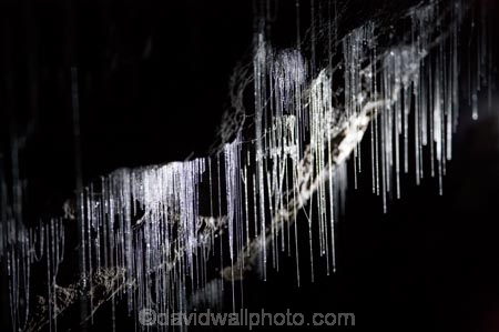 cave;cavern;caverns;caves;caving;geographic;geographical;geography;geological-feature;geological-features;geological-formation;geological-formations;glow-worm;glow-worms;glow_worm;glow_worms;glowworm;glowworms;King-Country;limestone-cave;limestone-caves;luminocilty;luminous;N.I.;N.Z.;nature;New-Zealand;NI;North-Island;NZ;potholing;Ruakuri-Cave;Ruakuri-Caves;spelunk;spelunking;tourism;travel;under-ground;under_ground;underground;Waikato;Waitomo;Waitomo-Cave;Waitomo-Caves