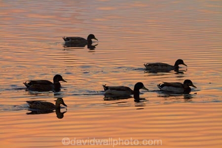 calm;duck;ducks;Hamilton-Lake;Hamilton-Lake-Domain;lake;Lake-Domain-Reserve;Lake-Hamilton;Lake-Rotoroa;lakes;N.Z.;New-Zealand;North-Is;North-Island;Nth-Is;NZ;placid;quiet;reflected;reflection;reflections;serene;smooth;still;tranquil;Waikato;water