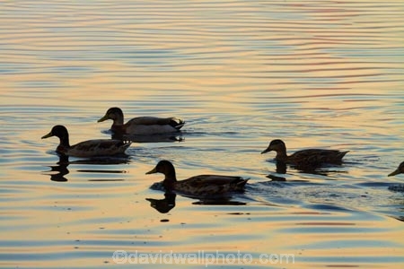calm;duck;ducks;Hamilton-Lake;Hamilton-Lake-Domain;lake;Lake-Domain-Reserve;Lake-Hamilton;Lake-Rotoroa;lakes;N.Z.;New-Zealand;North-Is;North-Island;Nth-Is;NZ;placid;quiet;reflected;reflection;reflections;serene;smooth;still;tranquil;Waikato;water