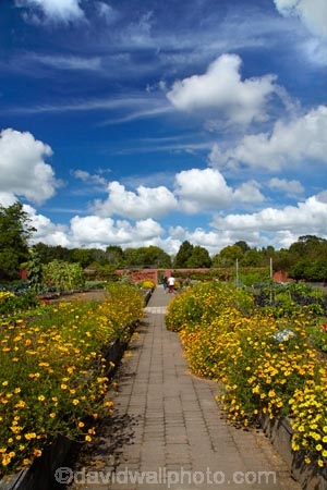 botanic-garden;botanic-gardens;botanical-garden;botanical-gardens;flower;flower-bed;flower-beds;flower-garden;flower-gardens;flowers;garden;gardens;Hamilton-Garden;Hamilton-Gardens;Kitchen-Garden;Kitchen-Gardens;N.Z.;New-Zealand;North-Is;North-Island;Nth-Is;NZ;Productive-Collection;Productive-Garden-Collection;public-garden;public-gardens;Waikato