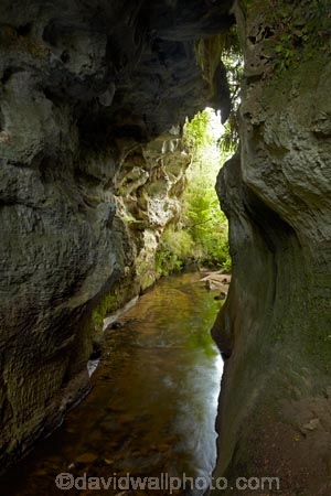 arch;arches;cave;caves;geological;geology;Mangapohue-Natural-Bridge;N.Z.;natural-tunnel;natural-tunnels;New-Zealand;North-Is;North-Island;Nth-Is;NZ;rock;rock-arch;rock-arches;rock-formation;rock-formations;unusual-natural-feature;unusual-natural-features;Waikato;Waikato-Region;Waitomo-District