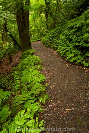 bush;green-lush;Mangapohue-Natural-Bridge;N.Z.;native-bush;native-forest;New-Zealand;North-Is;North-Island;Nth-Is;NZ;track;tracks;verdant;Waikato;Waikato-Region;Waitomo-District;walking-track;walking-tracks