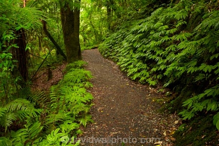 bush;green-lush;Mangapohue-Natural-Bridge;N.Z.;native-bush;native-forest;New-Zealand;North-Is;North-Island;Nth-Is;NZ;track;tracks;verdant;Waikato;Waikato-Region;Waitomo-District;walking-track;walking-tracks
