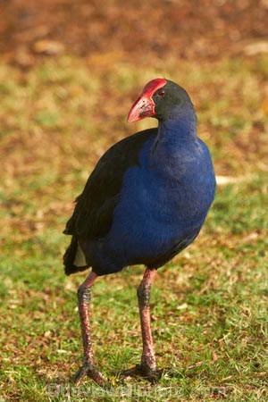 Porphyrio-porphyrio;Animal;animals;avian;bird;bird-spotting;bird-watching;bird_watching;birds;eco-tourism;eco_tourism;ecotourism;Fauna;N.Z.;Natural;Nature;New-Zealand;North-Is;North-Island;Nth-Is;NZ;Ornithology;pukeko;pukekos;purple-swamphen;Waikato;wild;wildlife