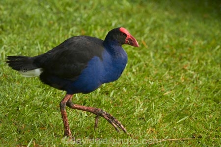 Porphyrio-porphyrio;Animal;animals;avian;bird;bird-spotting;bird-watching;bird_watching;birds;eco-tourism;eco_tourism;ecotourism;Fauna;N.Z.;Natural;Nature;New-Zealand;North-Is;North-Island;Nth-Is;NZ;Ornithology;pukeko;pukekos;purple-swamphen;Waikato;wild;wildlife