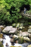 beautiful;beauty;bridge;bridges;brook;brooks;bush;cascade;cascades;creek;creeks;doc;endemic;fern;ferns;foot-bridge;foot-bridges;footbridge;footbridges;forest;forests;green;hike;hiker;hikers;hiking;hiking-track;hiking-tracks;Kaimai-Ranges;lush;Matamata;moss;native;native-bush;native-forest;natives;natural;nature;New-Zealand;north-is.;north-island;northland;pedestrian-bridge;pedestrian-bridges;ponga;punga;rain-forest;rain-forests;rain_forest;rain_forests;rainforest;rainforests;rapid;rapids;river;rivers;scene;scenic;stream;streams;swing-bridge;swing-bridges;timber;tracks;tramp;tramper;trampers;tramping;tree;tree-fern;tree-ferns;tree-trunk;tree-trunks;trees;trek;treker;trekers;treking;trekker;trekkers;trekking;trunk;trunks;verdant;Waikato;Wairere-Falls;Wairere-Falls-Scenic-Reserve;wairere-stream;walk;walker;walkers;walking;walking-track;walking-tracks;wire-bridge;wire-bridges;wood;woods