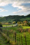 agricultural;agriculture;autuminal;autumn;autumn-colour;autumn-colours;autumnal;bend;bends;color;colors;colour;colours;corner;corners;country;countryside;deciduous;driving;fall;farm;farming;farmland;farms;fecnes;fence;fence-line;fence-lines;fenceline;fencelines;field;fields;green;highway;highways;King-Country;leaf;leaves;Mapara-Stream;meadow;meadows;N.I.;N.Z.;New-Zealand;NI;North-Island;NZ;open-road;open-roads;paddock;paddocks;pasture;pastures;road;road-trip;roads;rural;season;seasonal;seasons;straight;Te-Kuiti;transport;transportation;travel;traveling;travelling;tree;trees;trip;Waikato-Region