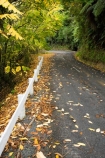 autuminal;autumn;autumn-colour;autumn-colours;autumnal;bend;bends;color;colors;colour;colours;corner;corners;deciduous;driving;fall;King-Country;leaf;leaves;Mokauiti;N.I.;N.Z.;New-Zealand;NI;North-Island;NZ;open-road;open-roads;Ramaroa-Road;road;road-trip;roads;season;seasonal;seasons;transport;transportation;travel;traveling;travelling;tree;trees;trip