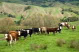 cattle;cow;cows;King-Country;N.I.;N.Z.;New-Zealand;NI;North-Island;NZ