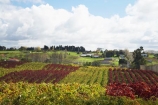 agricultural;agriculture;autuminal;autumn;autumn-colour;autumn-colours;autumnal;color;colors;colour;colours;country;countryside;crop;crops;cultivation;deciduous;fall;farm;farming;farmland;farms;field;fields;grape;grapes;grapevine;horticulture;leaf;leaves;N.I.;N.Z.;New-Zealand;NI;North-Island;NZ;Rongopai-Wines;row;rows;rural;season;seasonal;seasons;Te-Kauwhata;vine;vines;Vineyard;vineyards;vintage;Waikato;wine;wineries;winery;wines