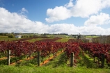 agricultural;agriculture;autuminal;autumn;autumn-colour;autumn-colours;autumnal;color;colors;colour;colours;country;countryside;crop;crops;cultivation;deciduous;fall;farm;farming;farmland;farms;field;fields;grape;grapes;grapevine;horticulture;leaf;leaves;N.I.;N.Z.;New-Zealand;NI;North-Island;NZ;Rongopai-Wines;row;rows;rural;season;seasonal;seasons;Te-Kauwhata;vine;vines;Vineyard;vineyards;vintage;Waikato;wine;wineries;winery;wines
