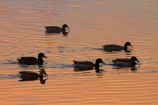 calm;duck;ducks;Hamilton-Lake;Hamilton-Lake-Domain;lake;Lake-Domain-Reserve;Lake-Hamilton;Lake-Rotoroa;lakes;N.Z.;New-Zealand;North-Is;North-Island;Nth-Is;NZ;placid;quiet;reflected;reflection;reflections;serene;smooth;still;tranquil;Waikato;water