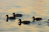 calm;duck;ducks;Hamilton-Lake;Hamilton-Lake-Domain;lake;Lake-Domain-Reserve;Lake-Hamilton;Lake-Rotoroa;lakes;N.Z.;New-Zealand;North-Is;North-Island;Nth-Is;NZ;placid;quiet;reflected;reflection;reflections;serene;smooth;still;tranquil;Waikato;water