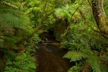 brook;brooks;bush;creek;creeks;fern;ferns;green;green-lush;lush;Mangapohue-Natural-Bridge;Mangapohue-Stream;N.Z.;native-bush;native-forest;New-Zealand;North-Is;North-Island;Nth-Is;NZ;stream;streams;verdant;Waikato;Waikato-Region;Waitomo-District