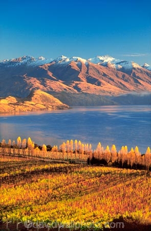 autumn;color;colors;colour;colours;crop;crops;cultivation;fall;farm;farming;farms;field;fields;grape;grapes;grapevine;horticulture;lake;lakes;leaf;leaves;mountain;mountains;n.z;n.z.;new-zealand;nz;otago;row;rows;rural;vine;vine,-vines,-vineyard,-vineyards,-wine,-wines,-winery,-wineries,;vines;vineyard;vineyards;vintage;wine;wineries;winery;wines