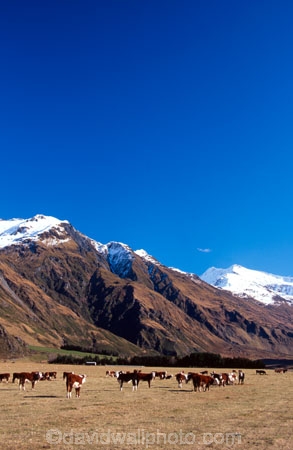 cow;cows;mountain;mountains;snow;snow-cap;snow-caps;snow-capped;snow_cap;snow_caps;snow_capped;winter;graze;grazing;farm;farms