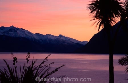 pink-tint;pink;colour;peach-tint;peach;purple-tint;tint;cabbage-tree;cabbage-trees;silhouette;silhouettes;silhouetted;lake;lake-hawea;peaceful;calm;tranquil;tranquility;red-sky;sunrise;sunset;dusk;dawn