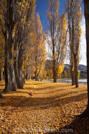 autuminal;autumn;autumn-colour;autumn-colours;autumn-leaves;autumnal;avenue;avenues;Central-Otago;color;colors;colour;colours;deciduous;fall;golden;Lake-Wanaka;leaf;leaves;N.Z.;New-Zealand;NZ;Otago;poplar;poplar-tree;poplar-trees;poplars;S.I.;season;seasonal;seasons;SI;South-Island;Southern-Lakes;Southern-Lakes-District;Southern-Lakes-Region;tree;trees;trunk;trunks;Wanaka;yellow