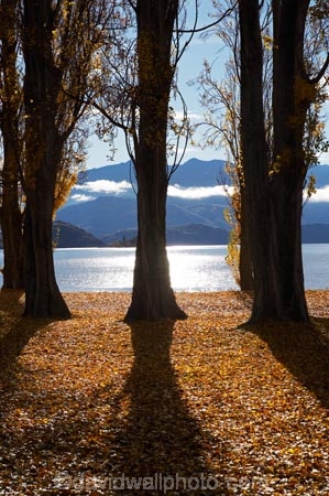 autuminal;autumn;autumn-colour;autumn-colours;autumn-leaves;autumnal;avenue;avenues;Central-Otago;color;colors;colour;colours;deciduous;fall;golden;lake;Lake-Wanaka;lakes;leaf;leaves;N.Z.;New-Zealand;NZ;Otago;poplar;poplar-tree;poplar-trees;poplars;S.I.;season;seasonal;seasons;shadow;shadows;SI;South-Island;Southern-Lakes;Southern-Lakes-District;Southern-Lakes-Region;tree;trees;trunk;trunks;Wanaka;yellow