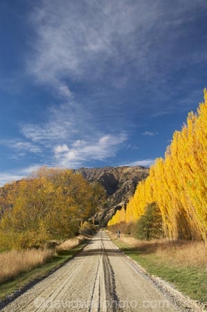 autuminal;autumn;autumn-colour;autumn-colours;autumnal;avenue;avenues;Central-Otago;color;colors;colour;colours;countryside;deciduous;fall;Gladstone-Road;golden;gravel-road;gravel-roads;Hawea;leaf;leaves;metal-road;metal-roads;metalled-road;metalled-roads;N.Z.;New-Zealand;NZ;Otago;poplar;poplar-tree;poplar-trees;poplars;road;roads;rural;S.I.;season;seasonal;seasons;SI;South-Island;Southern-Lakes;Southern-Lakes-District;Southern-Lakes-Region;tree;trees;willow;willow-tree;willow-trees;willows;yellow