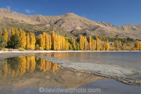 autuminal;autumn;autumn-colour;autumn-colours;autumnal;calm;Central-Otago;color;colors;colour;colours;deciduous;fall;golden;lake;Lake-Wanaka;lakes;Mount-Alpha;Mt-Alpha;Mt.-Alpha;N.Z.;New-Zealand;NZ;Otago;placid;poplar;poplar-tree;poplar-trees;poplars;quiet;reflection;reflections;S.I.;season;seasonal;seasons;serene;SI;smooth;South-Is.;South-Island;Southern-Lakes;Southern-Lakes-District;Southern-Lakes-Region;still;tranquil;tree;trees;Wanaka;water;yellow